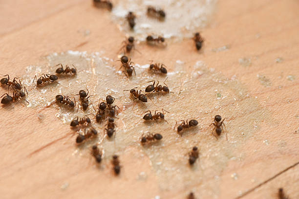 Best Best Pest Control Companies  in Turley, OK