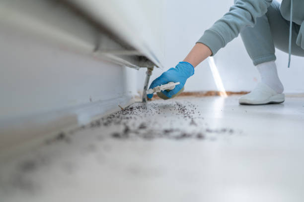 Best Wasp Removal Services  in Turley, OK